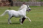 SIAL7885