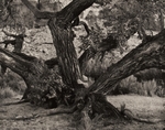 Cottonwood Trees, Utah, #1, 1989