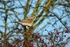 Fieldfare