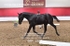 BPP_1883