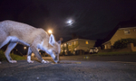 Halloween fox, the fox is eating leftover eggs from Bristol trick or t