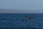 Southern Giant Petrel