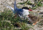 Arctic Tern 2