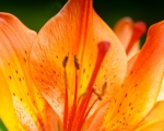 Fire Lilly