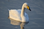 Whooper Swan