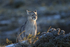 Puma breath in cold air, Torres del Paine, Chile