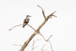 Giant Kingfisher