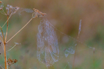 spider web-3143