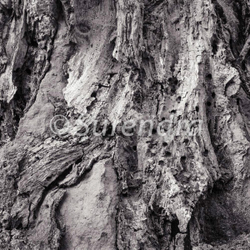 Bark Series 1 樹皮 portfolio