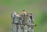 Northern Wheatear fledgling