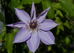 Clematis