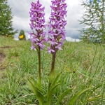 Fragrant orchids (Gymnadenia conopsea)