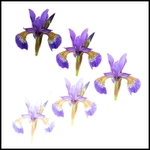 Siberian Iris pattern