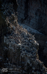 Guillemots at Elegug Stacks