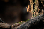 March - Red Squirrel, Formby