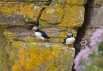 Puffins