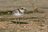 Kentish Plover