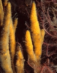 Adreus fascicularis