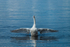 Swan at Lough Derg in County Clare