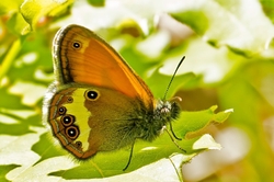 Pearly Heath