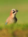 Jay swallowing a peanut, Worcestershire