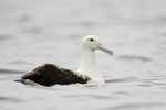 Royal Albatross portfolio