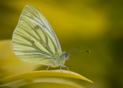 Green-veined White