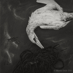 Dead gannet on beach, Broad Haven, Pembrokeshire, Wales, autumn 2013