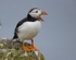 Auk