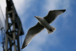 Herring gull crane _AGT059