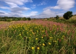 Manor Fields Park #03