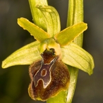 Early Spider Ophrys (Ophrys sphegodes.)