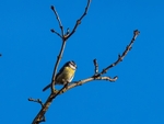Blue Tit