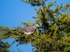 Woodpigeon