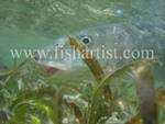 Bonefish Photo - Between the Seagrass.