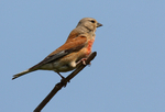 Linnet