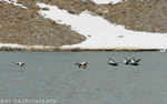 Male eiders.