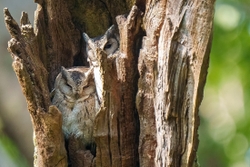 Indian Scops Owl pair