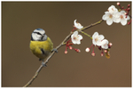 Blue Tit perched on Spring Blossom