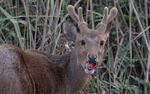 Oak Deer