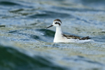 Red-necked Phalarope (juvenile), Farmoor
