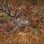 3-Autumn colours in the ruting season