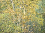 birches, Coed Bryn Meurig
