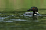 Great Northern Diver, green water, Minnesota, USA