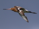 Black-tailed Godwit