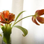 Flowers portfolio