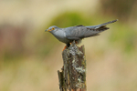 Cuckoo (male) perched on tree stump, Scotland