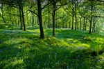 Nibthwaite Woodland