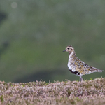 Golden Plover