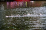 DRAGON BOAT RACE 10 July 2016 - 306 of 549
